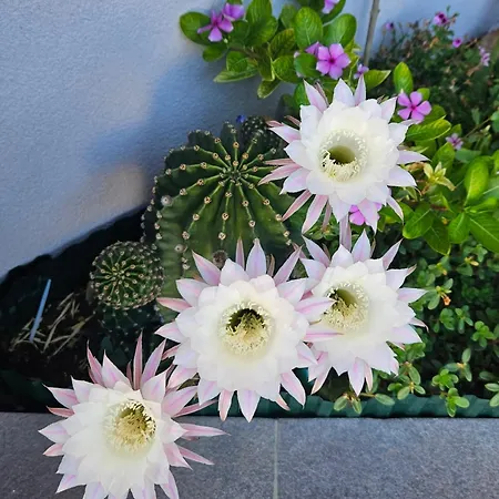 Luxury Ane * Ζαντάρ